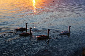 Zwanenfamilie bij zonsondergang van Ines Porada