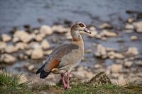 Een Egyptische gans op zoek naar voedsel aan de Moezel
