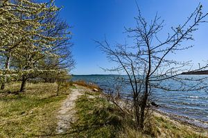 Am Ufer in der Goor, Insel Vilm, Lauterbach auf Rügen