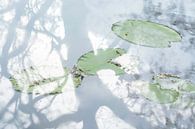 Seerosen und Baum spiegeln Wasser | Naturfotografie von Nanda Bussers Miniaturansicht