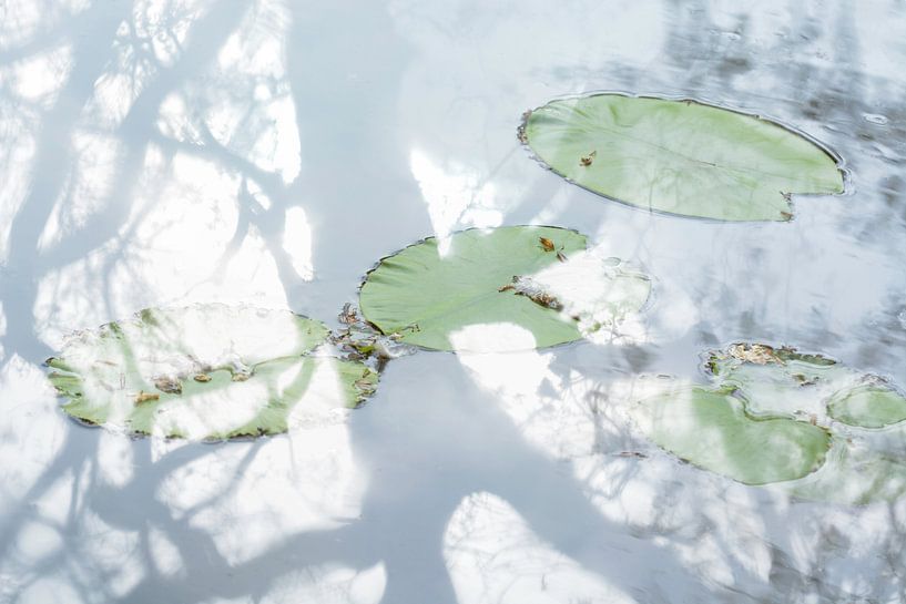 Nénuphars et arbre reflétant l'eau | Photographie de nature par Nanda Bussers