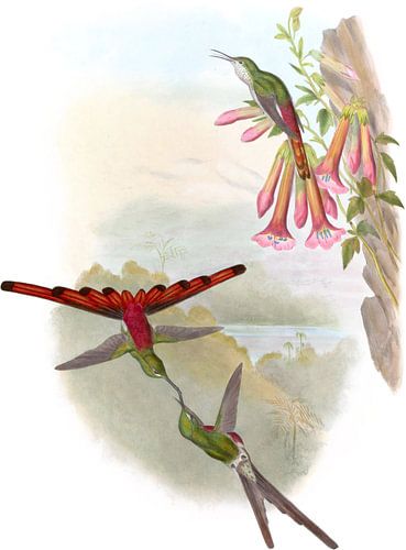 The Sappho Comet, John Gould