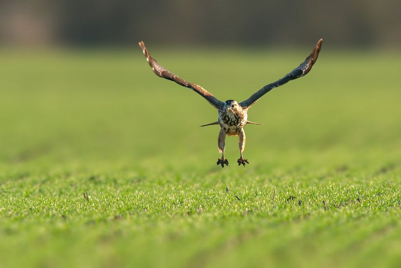 buizerd in een besneeuwd veld van Mario Plechaty Photography