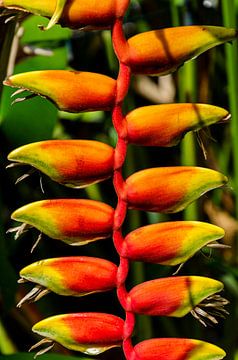 Helianthus flower or false bird-of-paradise flower by Dieter Walther