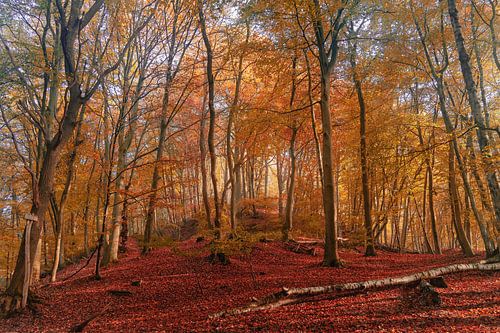 L'automne sur le St Jansberg (Nijmegen)