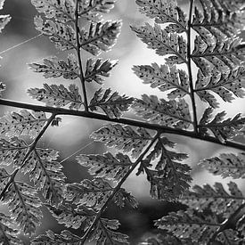 Fougères en noir et blanc sur Tesstbeeld Fotografie