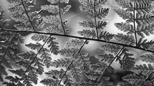 Ferns in black and white by Tesstbeeld Fotografie