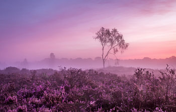Kalmthoutse Heide 