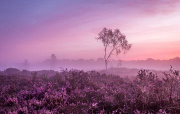 Early morning by Tom Opdebeeck