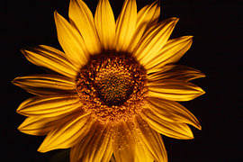 zonnebloem, fleur de tournesol van anne droogsma