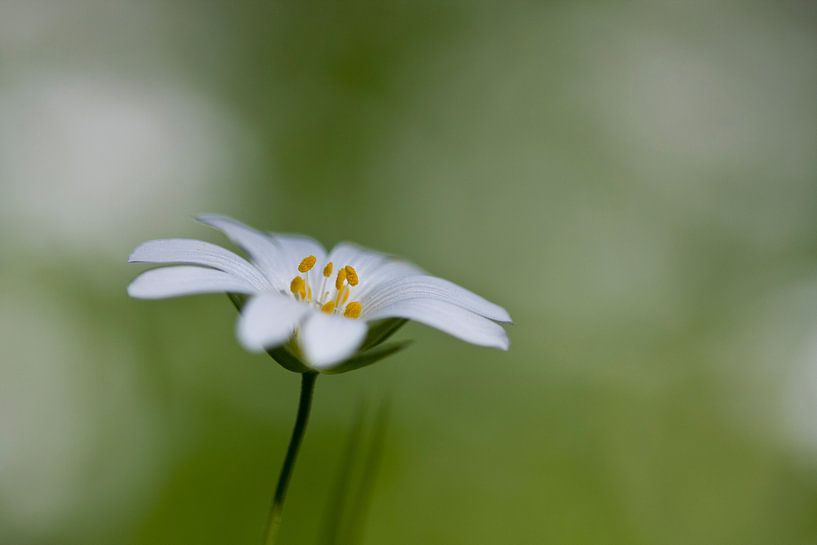 White Flower van Leo van Valkenburg