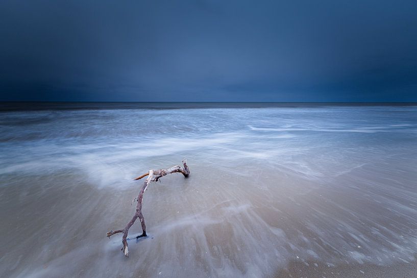 Pinned branch on the beach by peterheinspictures