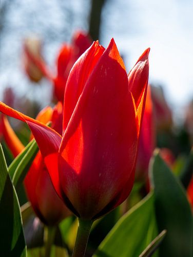 Tulpe im Keukenhof von Matthijs Noordeloos