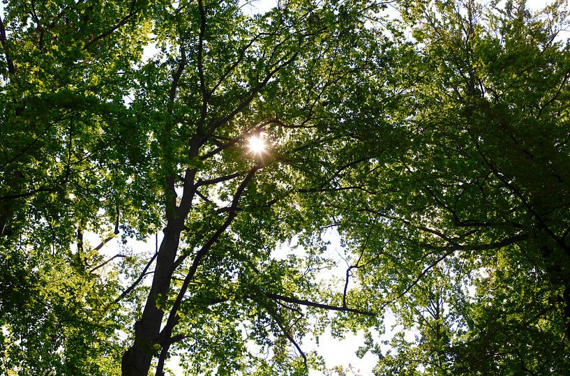 Bos van Thomas Jäger