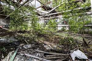 Bäume wachsen in alter Flugzeugmontagehalle - Lost Place Alter Flugplatz Rangsdorf