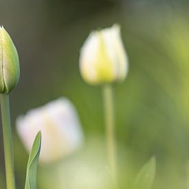 Close-up van de groene knop van een tulp van Joachim Küster