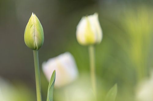 Nahaufnahme einer grünen Knospe einer Tulpe