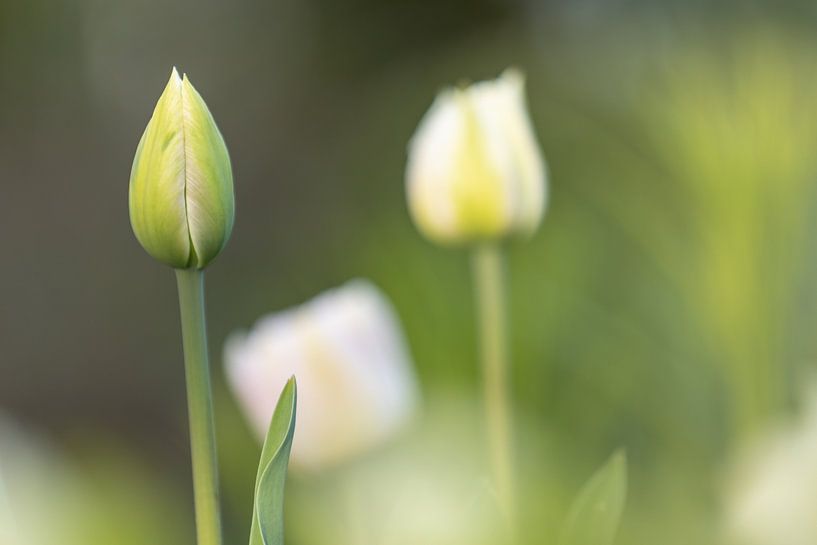 Gros plan sur le bourgeon vert d'une tulipe par Joachim Küster