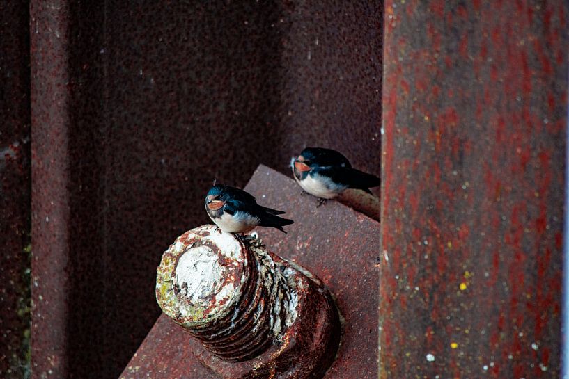 Young swallow by Michael van Eijk