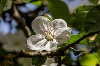 Der alte Apfelbaum
