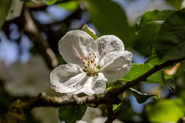 De oude appelboom van Harald Schottner