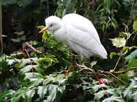 mooie witte vogel