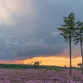 Der Treek am Abend rot von Karin Riethoven