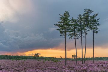 Der Treek am Abend rot von Karin Riethoven