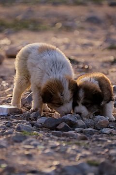 twee puppy's die smulde van overblijfselen van Inneke Heesakkers