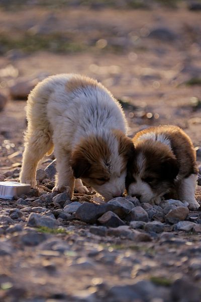 deux chiots qui se sont régalés de restes de repas. par Inneke Heesakkers