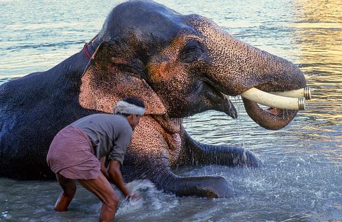 Olifant in rivier met mahout, India