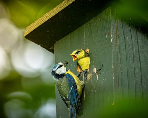 Blue tit: feeding time and care by M.J. Lagerwerf