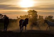 Sunset horses van Dennis van de Water thumbnail