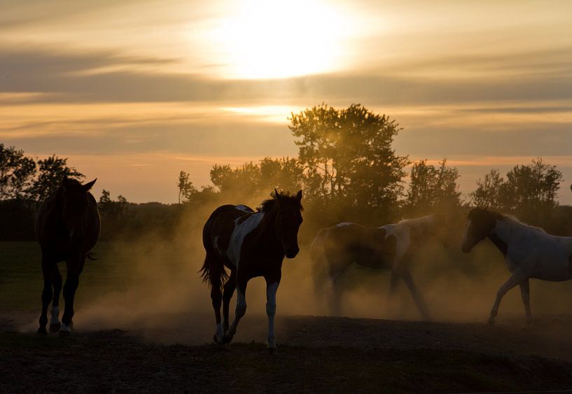 Sunset horses van Dennis van de Water