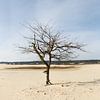 Eenzame boom van Paul Oosterlaak