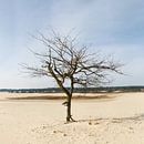 Eenzame boom van Paul Oosterlaak thumbnail