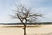 Eenzame boom von Paul Oosterlaak