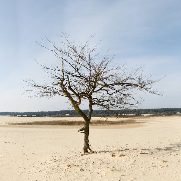 Eenzame boom van Paul Oosterlaak