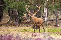 Rothirsch auf der Hoge Veluwe von Gert Hilbink Miniaturansicht