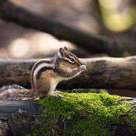 Écureuil sibérien sur Marieke Deinum