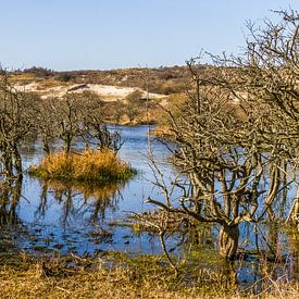 Duinlandschap von Henny Buis