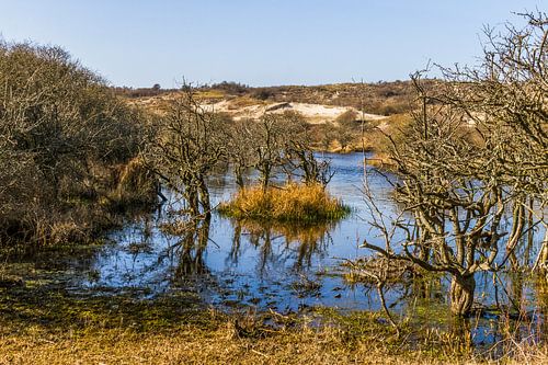 Duinlandschap