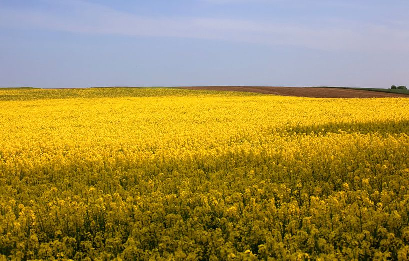 Rapsfeld von Thomas Jäger