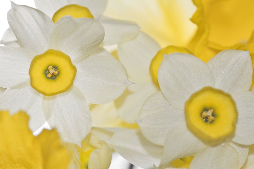 Zonnig kleurende narcissen zusjes van Jolanda de Jong-Jansen
