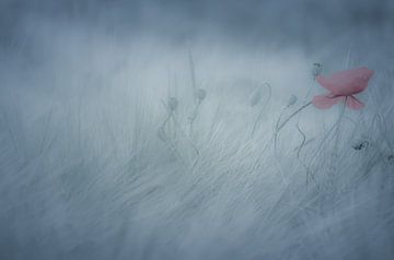 Mohn im Nebel von ahafineartimages