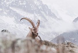 Steenbok in de bergen | Landschapsfotografie - Chamonix, Frankrijk