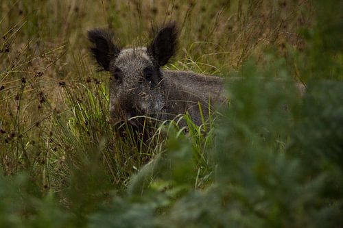 Mutter Wildschwein  von Peter Karels