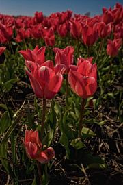 Bloembollenvelden in de bollenstreek by foto-fantasie foto-fantasie