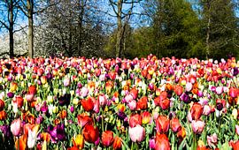 Bloemenzee by Hans Verhulst