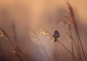 Vogel während der goldenen Stunde